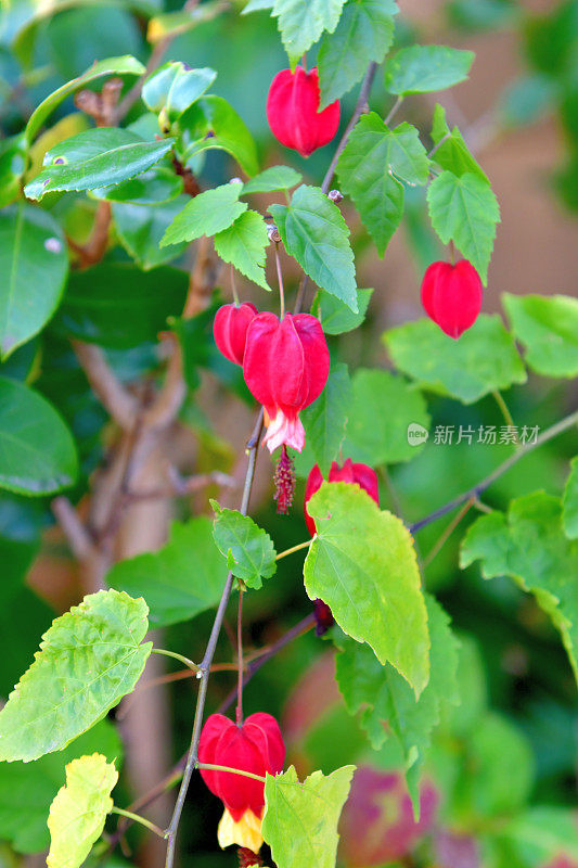 蒂罗尔灯/abutilon megapotamicum